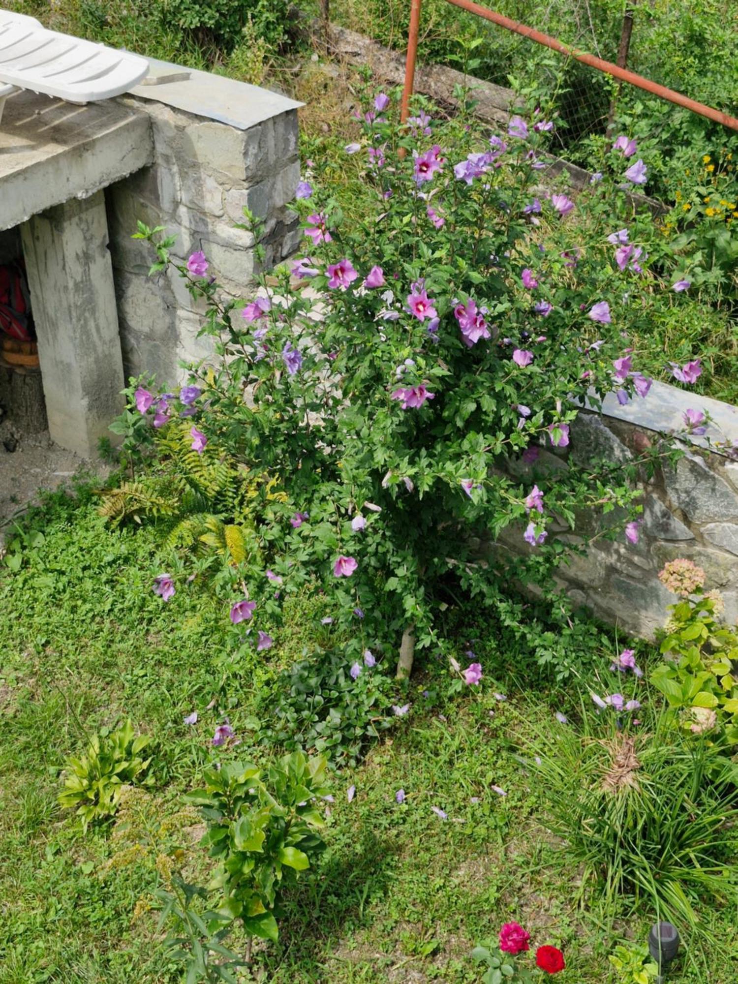 Ananuri Veranda- Hotel Guest House Dış mekan fotoğraf